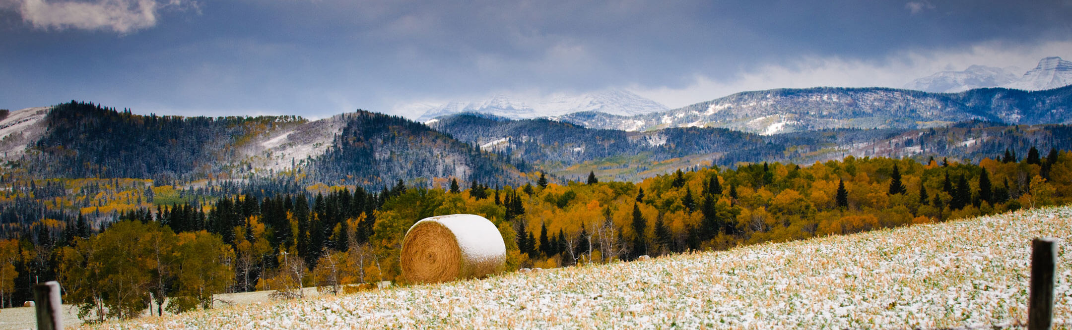 Agriculture & Land Agriculture & Land